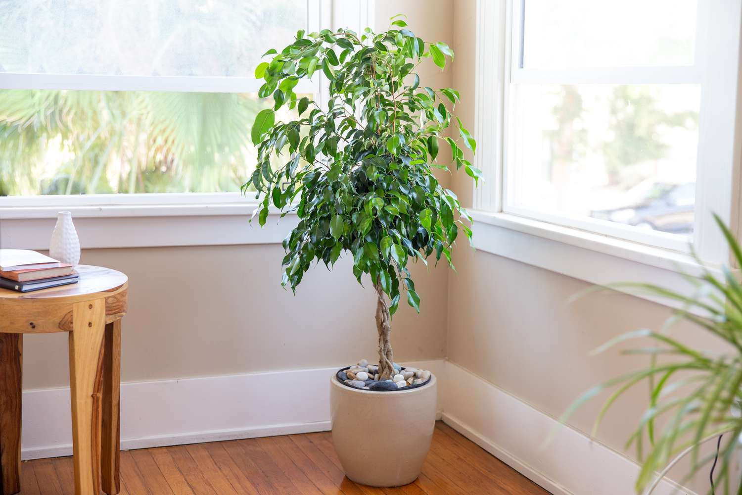 Weeping Fig (Ficus Benjamina): Plant Care & Growing Guide