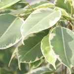 Weeping Fig Tree Plant, Ficus Benjamina – Care Indoors/Outdoors