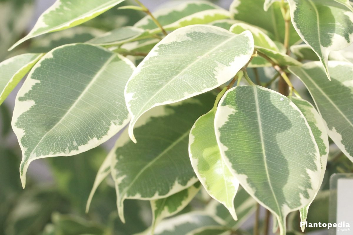 Weeping Fig Tree Plant, Ficus Benjamina - Care Indoors/Outdoors