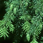 Western Hemlock (Tsuga Heterophylla) – Woodland Trust