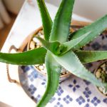 What Does An Overwatered Aloe Plant Look Like?