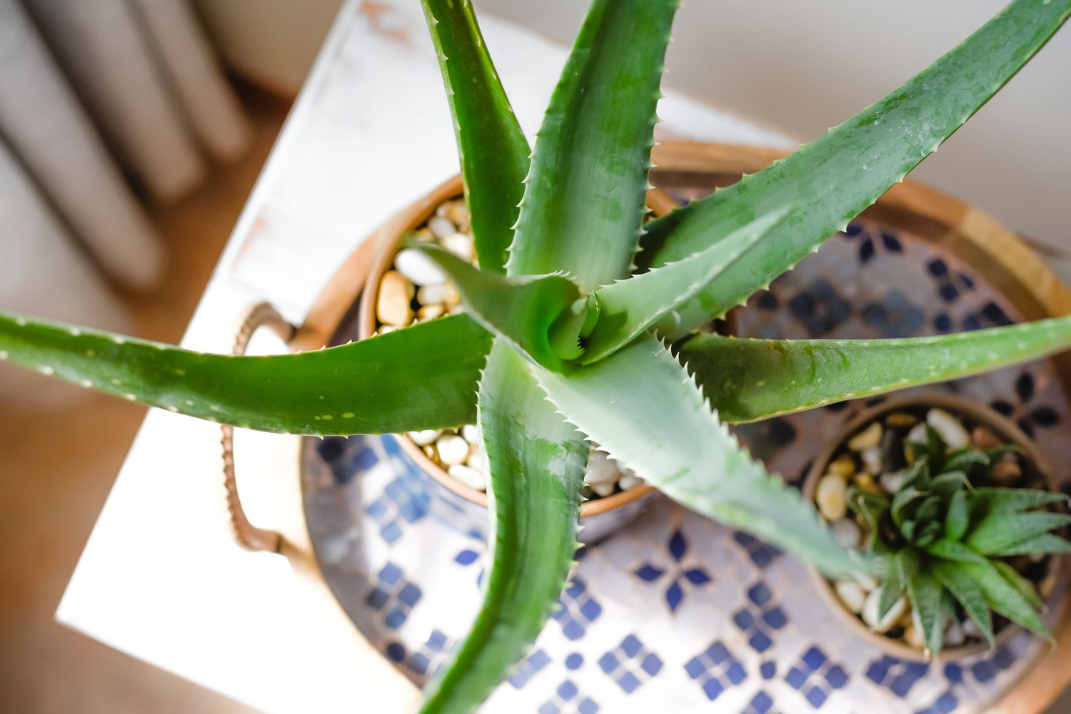 What Does An Overwatered Aloe Plant Look Like?