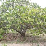 What Is A Cashew Tree? How To Grow & Care Cashew Trees?