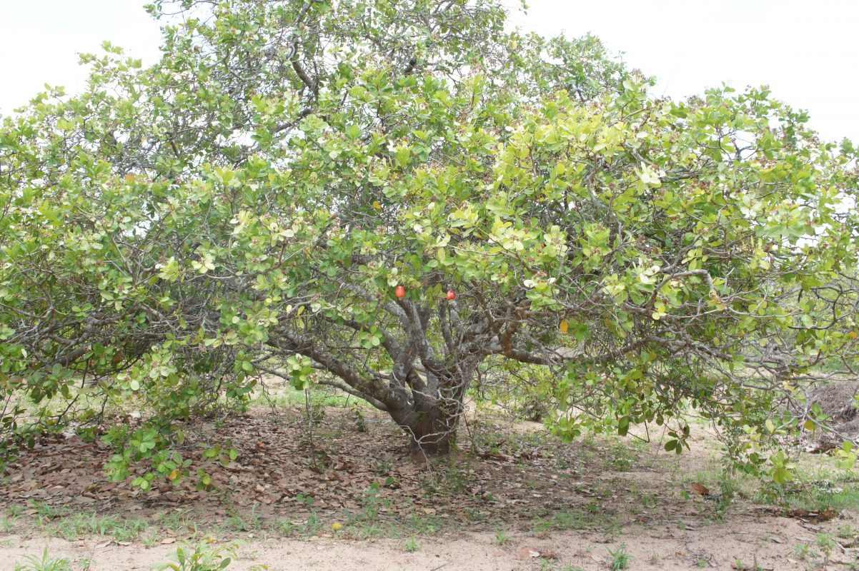 What Is A Cashew Tree? How To Grow & Care Cashew Trees?