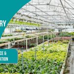 What Is A Plant Nursery, Its Importance And Types