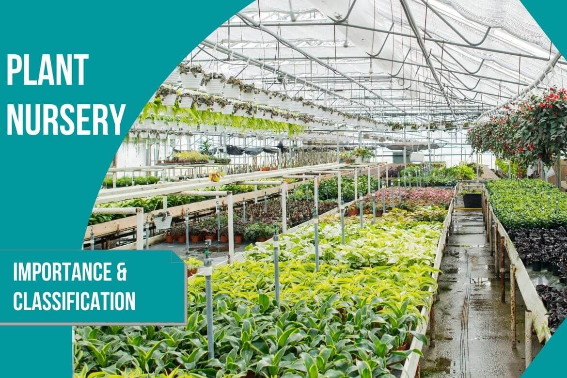 What Is A Plant Nursery, Its Importance And Types