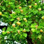 What Is A Tulip Tree? [Inc. Examples And Care Tips] – Gardentabs