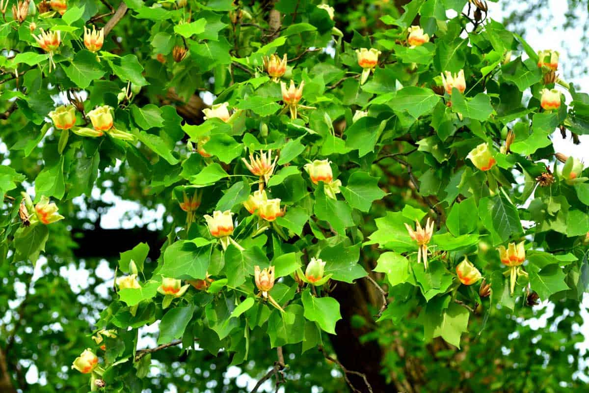 What Is A Tulip Tree? [Inc. Examples And Care Tips] - Gardentabs