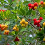 What Uses Does The Strawberry Tree Fruit Have? | Gardening On