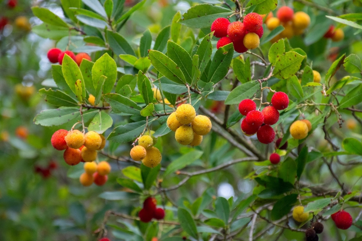 What Uses Does The Strawberry Tree Fruit Have? | Gardening On