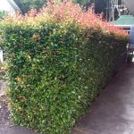 What'S In A Name? Demystifying Lilly Pilly Hedges » Manaaki Whenua