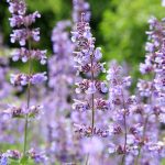 What'S The Difference Between Catmint And Catnip? | Gardener'S Path
