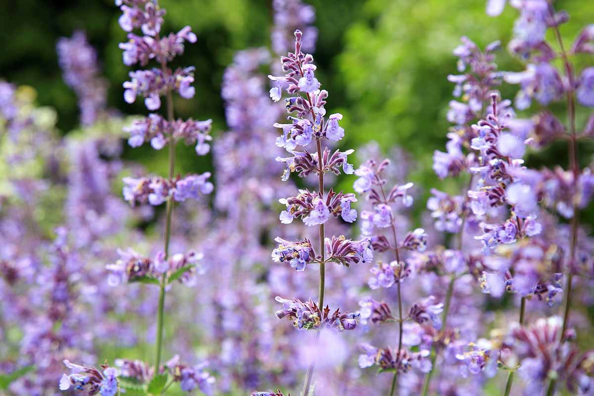What'S The Difference Between Catmint And Catnip? | Gardener'S Path