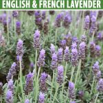 What'S The Difference Between French And English Lavender?