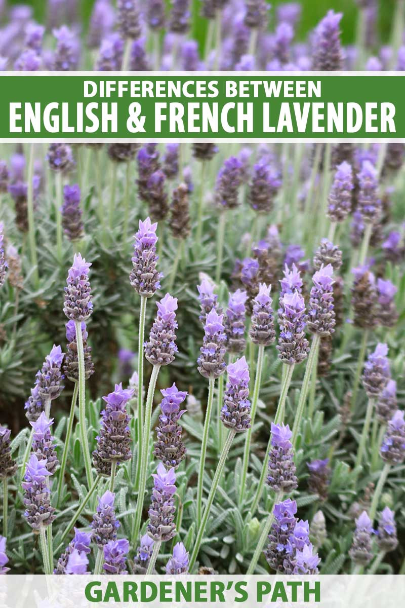 What'S The Difference Between French And English Lavender?