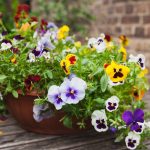 When To Plant Pansies: For A Backyard Filled With Color |