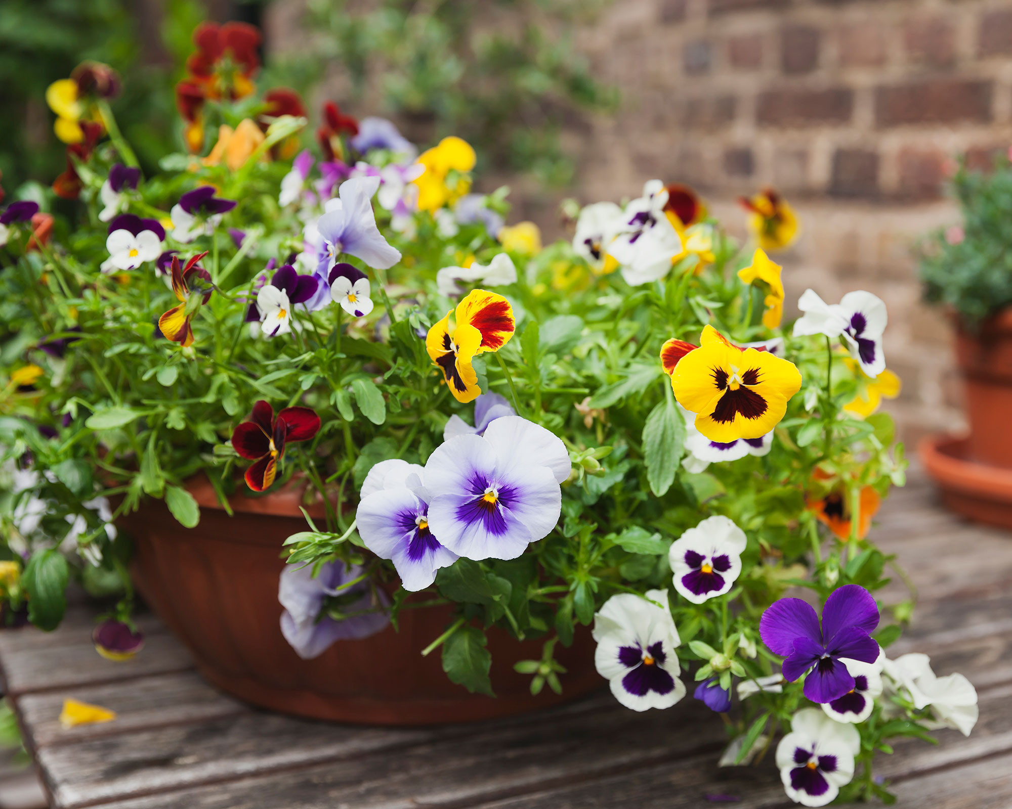 When To Plant Pansies: For A Backyard Filled With Color |