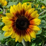 When To Plant Sunflower Seeds: For An Eye Catching Display |