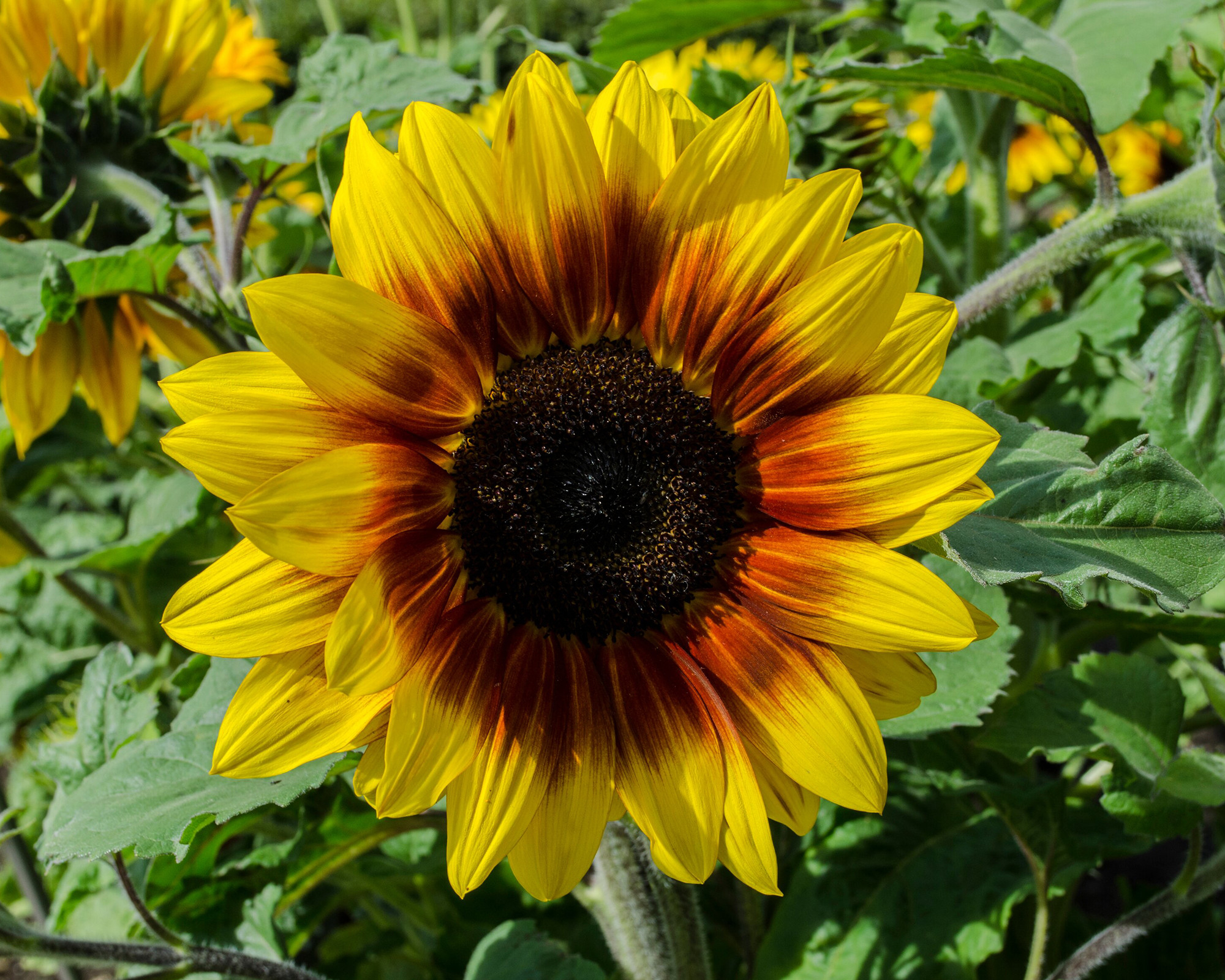 When To Plant Sunflower Seeds: For An Eye Catching Display |