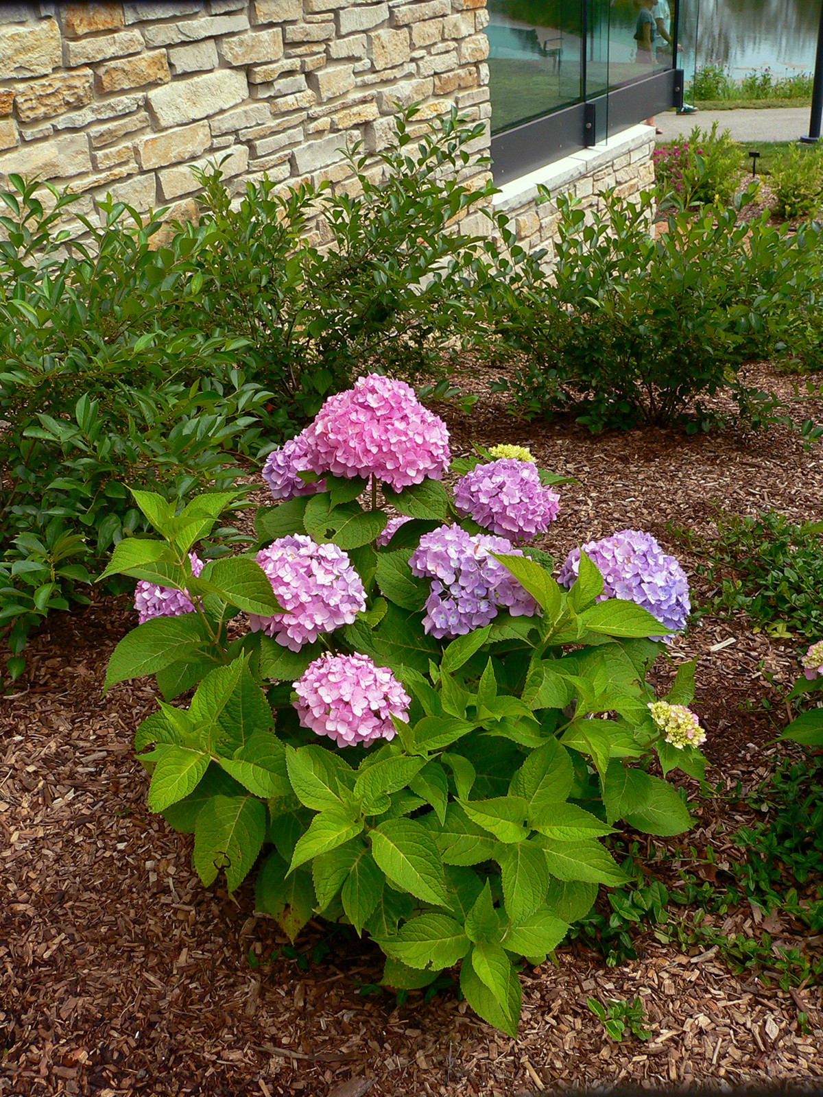 When To Prune Hydrangeas For Best Bloom | Umn Extension