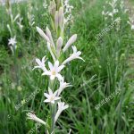 White Tuberose Flower Garden Stock Photo 1263884578 | Shutterstock