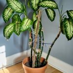 Why Is My Dumb Cane / Dieffenbachia Losing Leaves? | Fiddle & Thorn