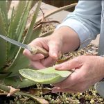 Why You Should Grow Aloe Vera – Debra Lee Baldwin