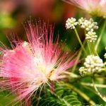 Why You Should Never Buy A Mimosa Tree For Your Yard