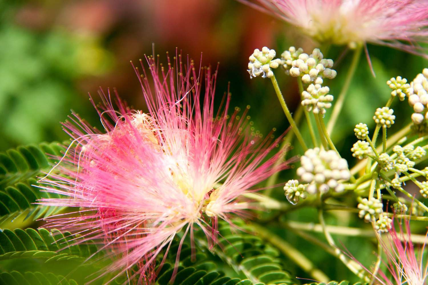 Why You Should Never Buy A Mimosa Tree For Your Yard