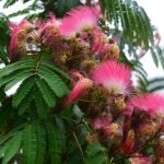 Why You Shouldn'T Grow Mimosa Tree | Hgtv