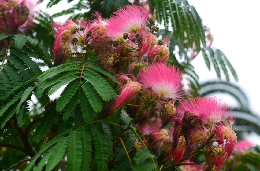  Mimosa Tree Plant