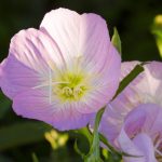 Why You Shouldn'T Plant Pink Evening Primrose In Your Yard