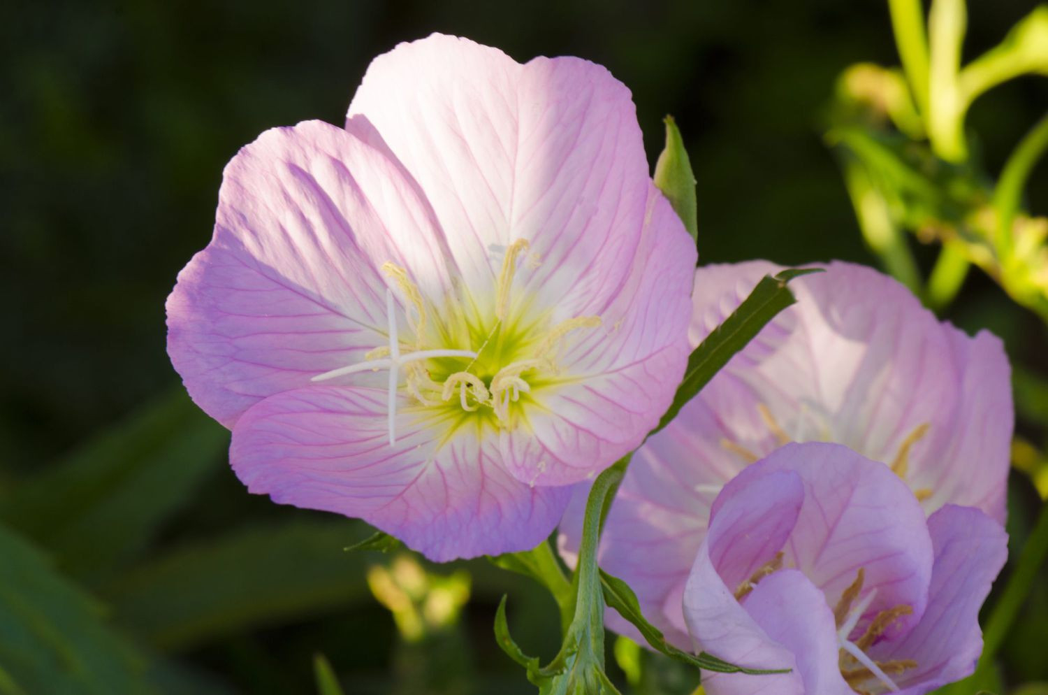 Why You Shouldn'T Plant Pink Evening Primrose In Your Yard