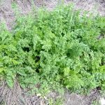 Wild Carrot (Queen Anne'S Lace) – Daucus Carota – Plant & Pest