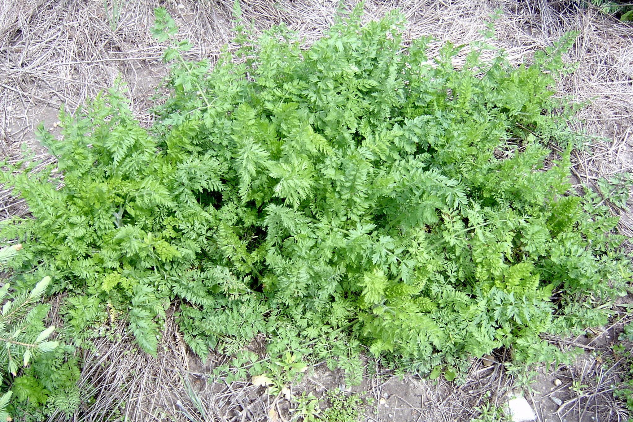 Wild Carrot (Queen Anne'S Lace) – Daucus Carota – Plant & Pest