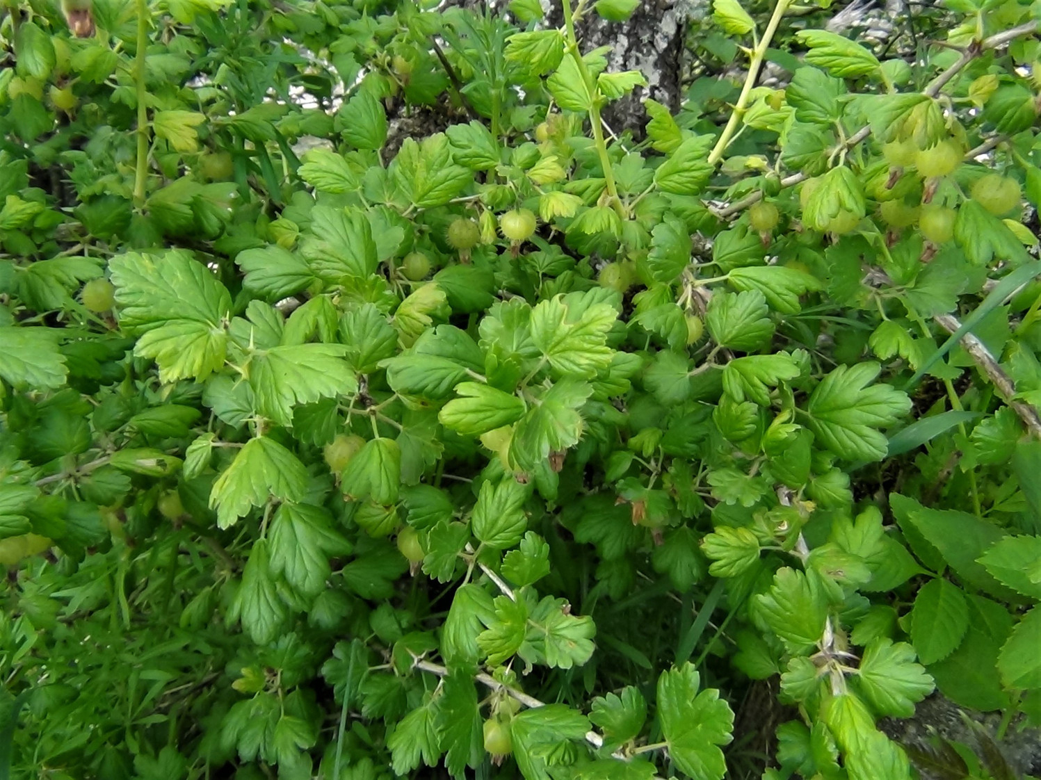 Wild Gooseberry, Ribes Uva Crispa
