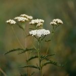 Yarrow (Yarrow – Achillea Millefolium L. S.l.) – Medicinal Plants