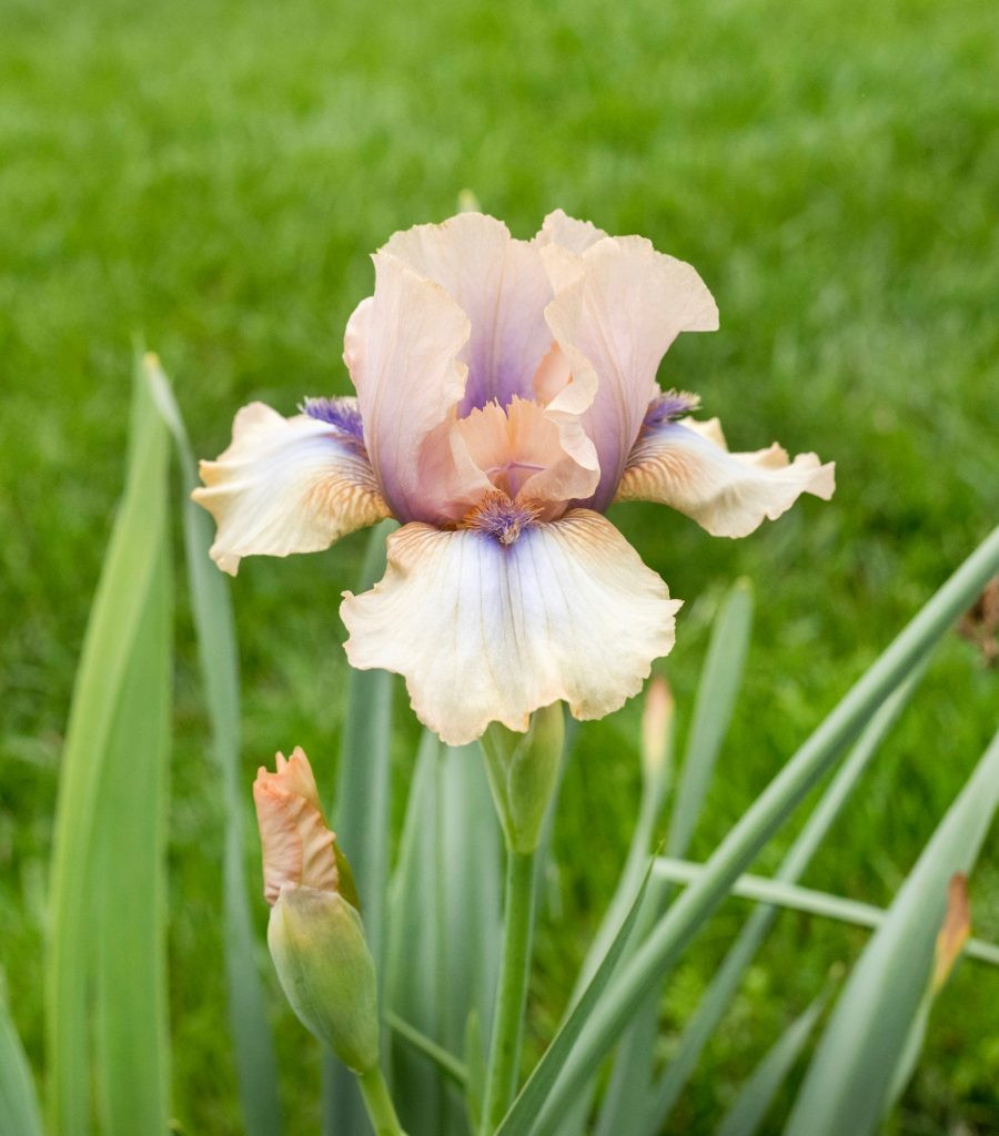 Year Of The Iris – National Garden Bureau – About Irises