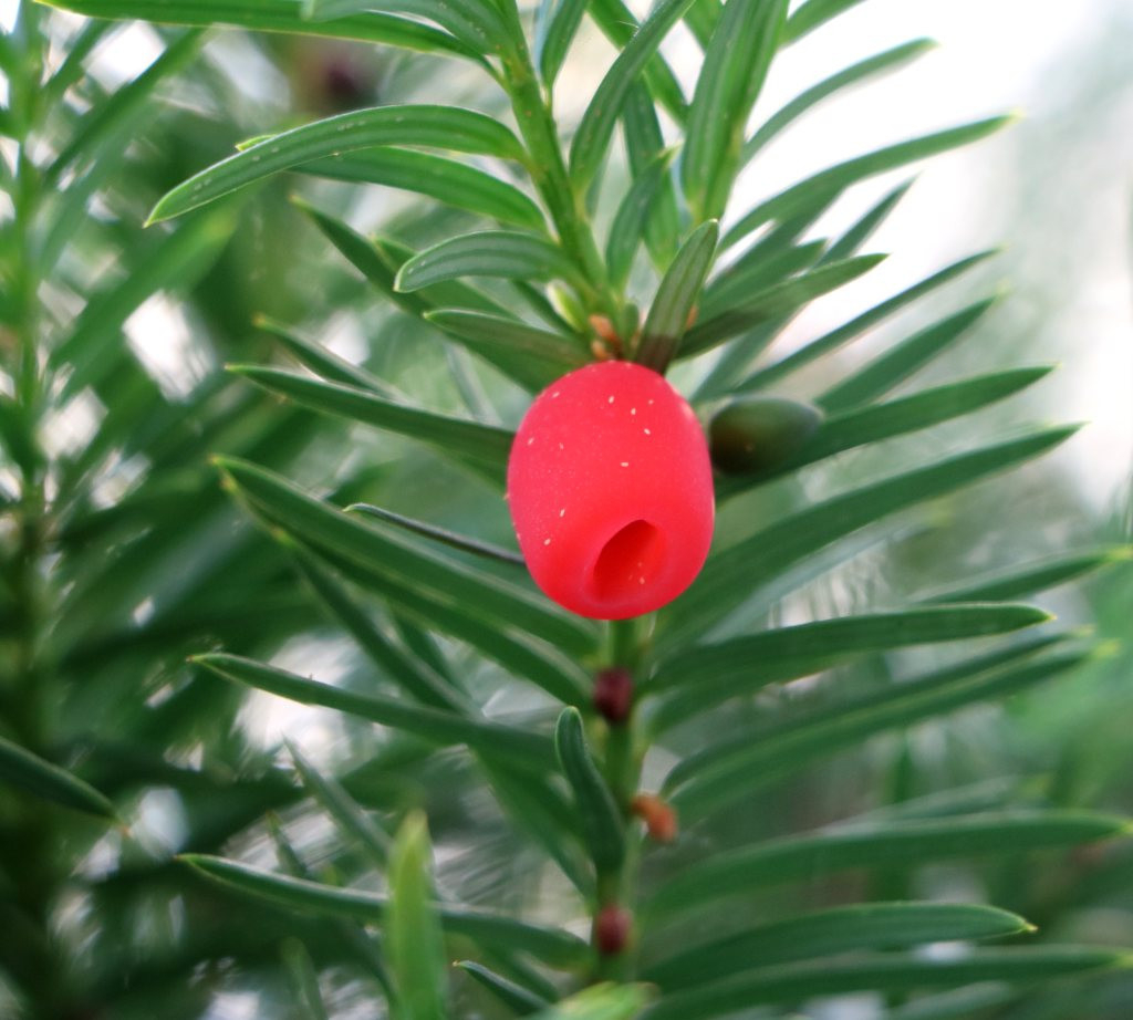 Yew – Planting, Pruning, And Caring For Yew, Including Topiary