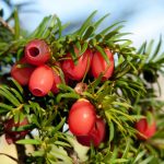 Yew – Taxus Baccata | Plants | Kew