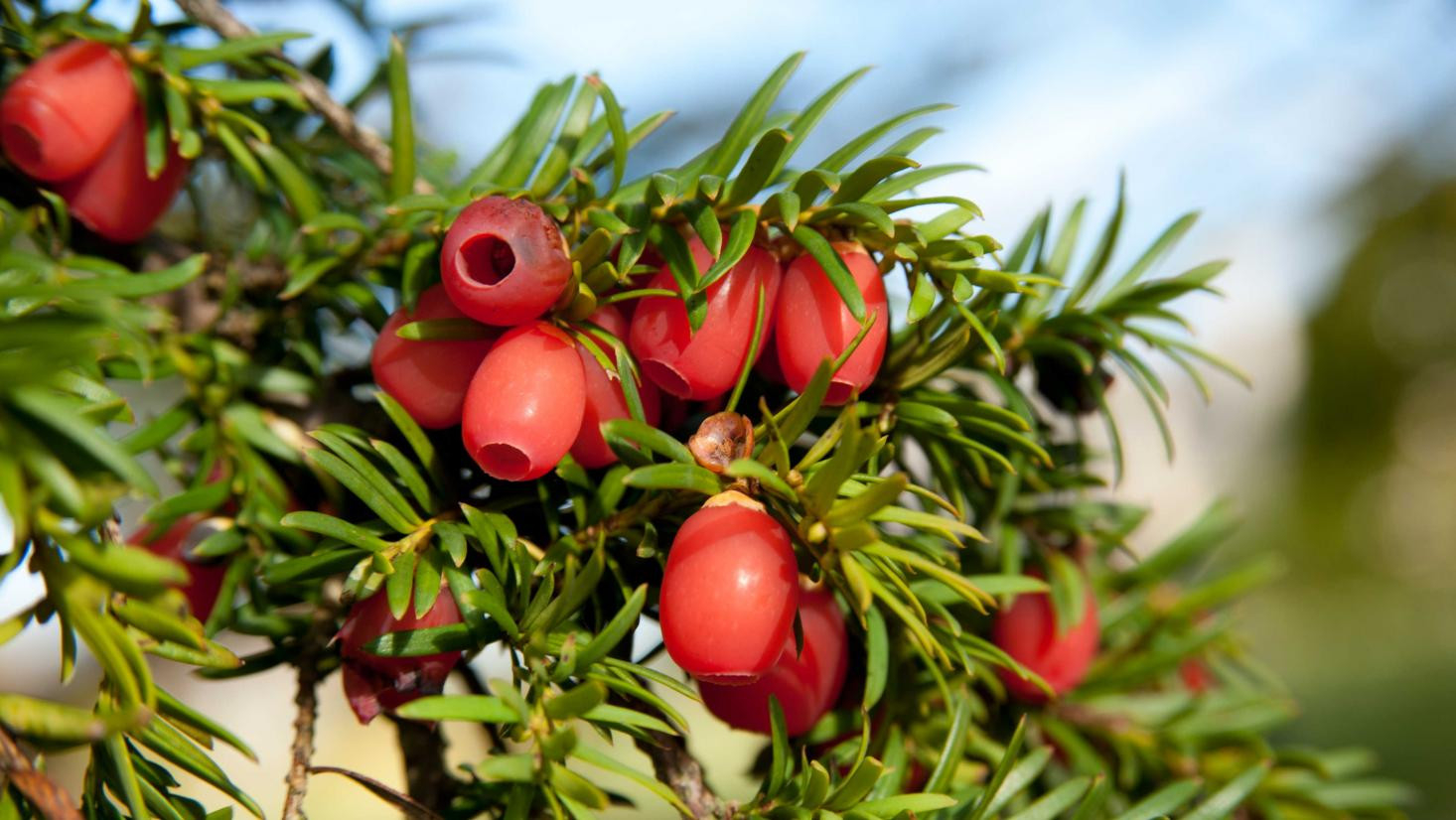 Yew - Taxus Baccata | Plants | Kew