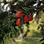 Yew Tree, English Yew, Taxas Baccata