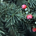 Yew Tree Mythology And Folklore | Trees For Life