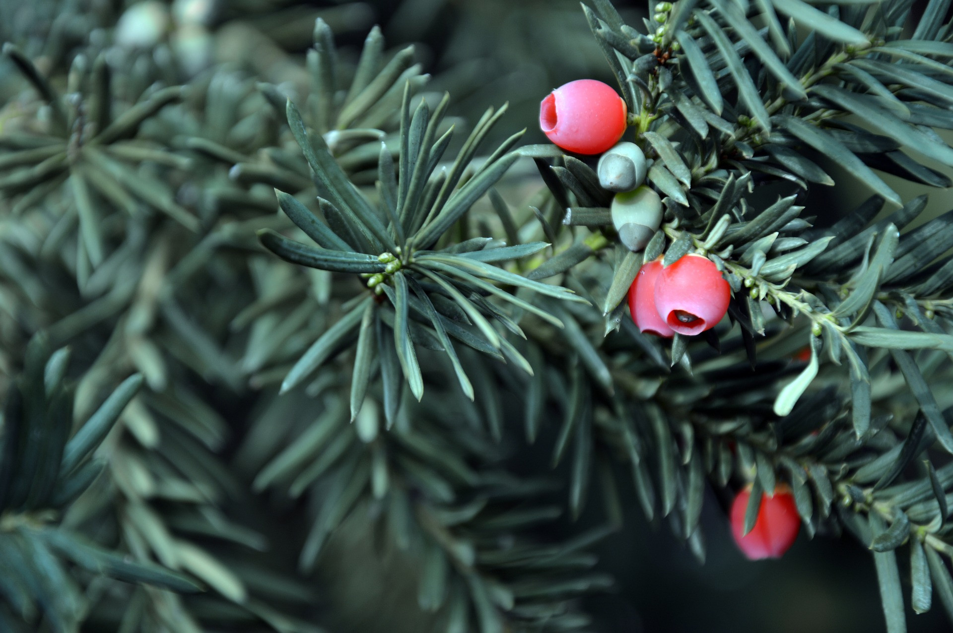 Yew Tree Mythology And Folklore | Trees For Life