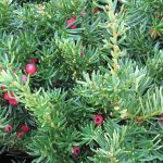 Yew Trees | Lovetoknow