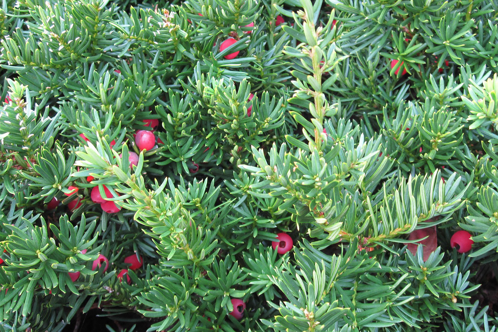 Yew Trees | Lovetoknow