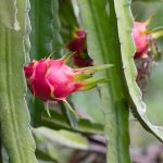 Your Guide To Growing Dragon Fruit