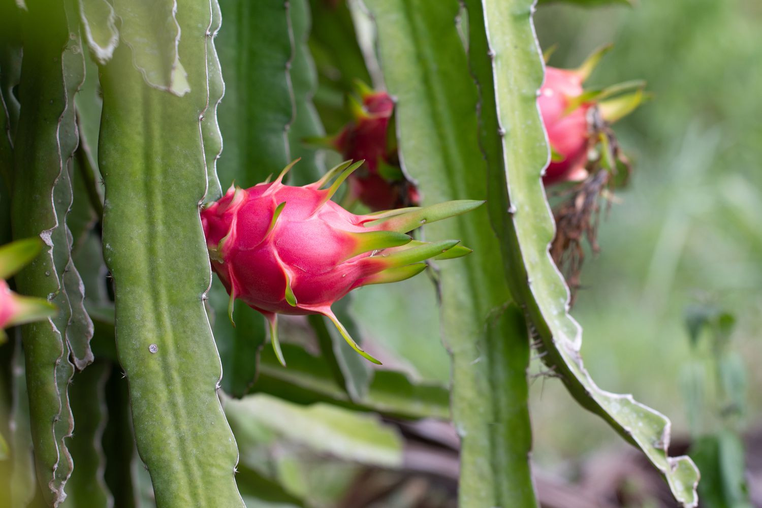 Your Guide To Growing Dragon Fruit