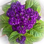 Your Starter Guide To Growing Beautiful Heliotrope Flowers