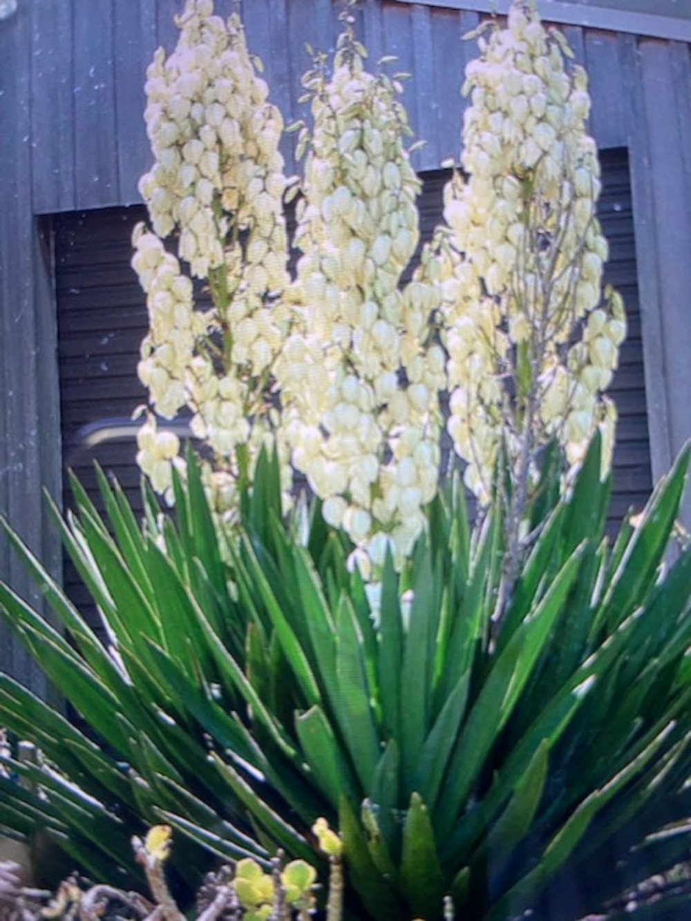 Yucca: An Easy Care Garden Plant